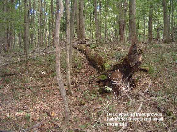 28 Decomposing Tree Habitat
