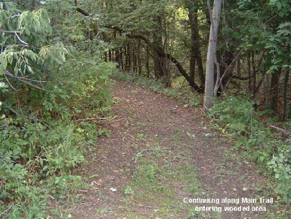 20 Entering Woods Again