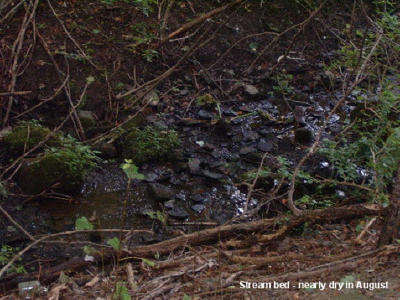 21 Nearly Dry August Streambed