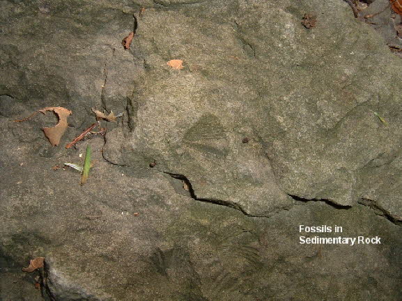 24b Fossil Rock